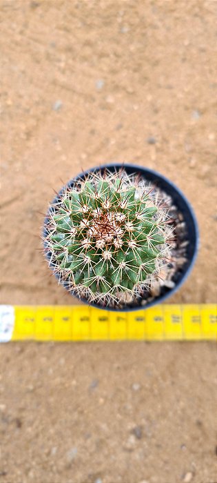 Mammillaria backebergiana albiflora