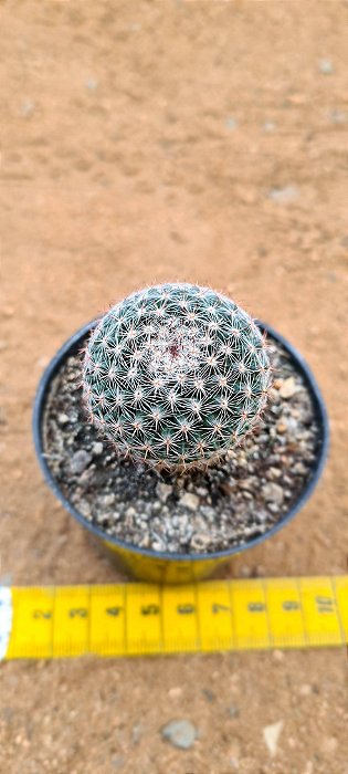 Mammillaria brauniana