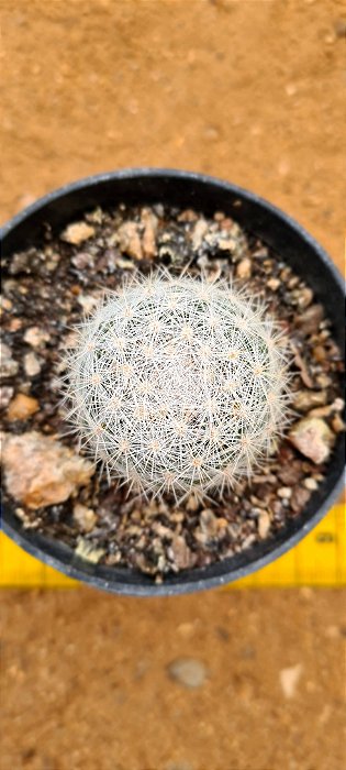 Mammillaria candida