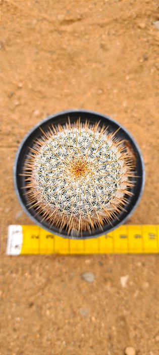 Mammillaria celsianus