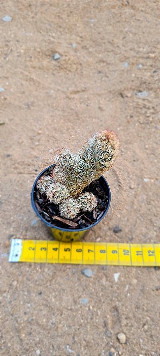 Mammillaria elongata