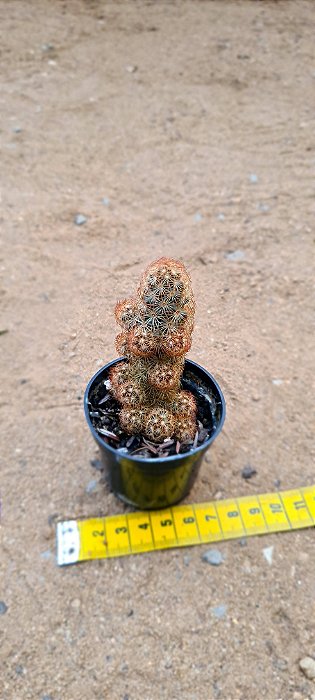 Mammillaria elongata - vermelha