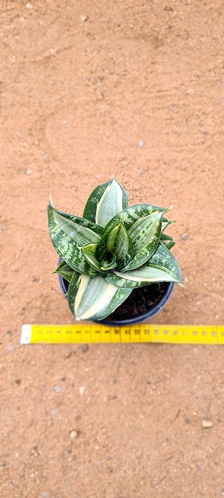 Sansevieria trifasciata hahnii marginata