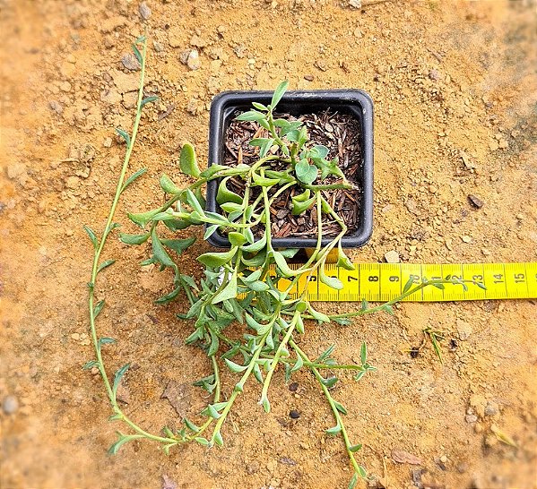 Senecio peregrinus - Suculenta "colar-de-golfinhos"