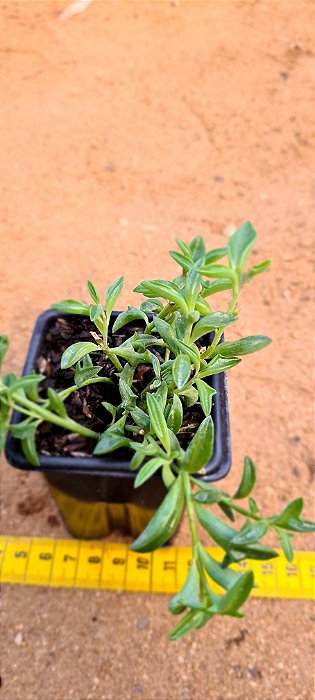 Senecio pereguinus - colar de golfinhos