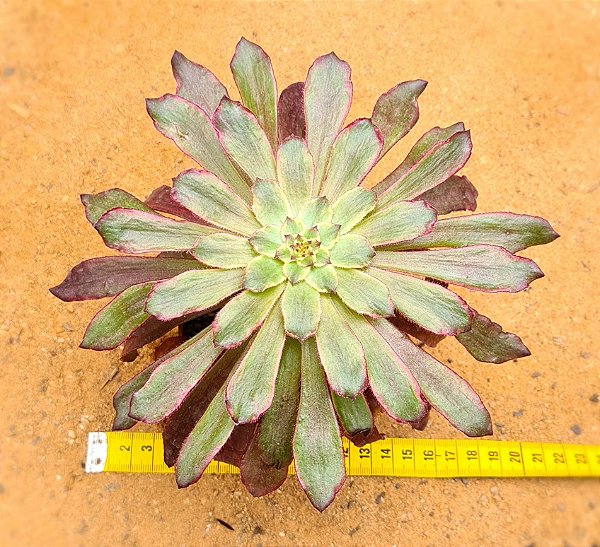 Aeonium cherry dreans - produto frágil para envio