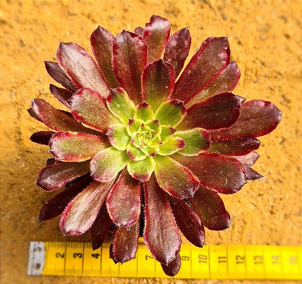 Aeonium cherry dreans - produto frágil para envio