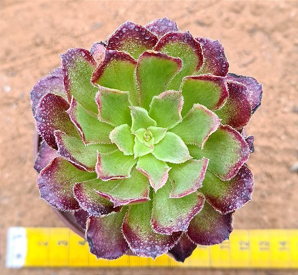 Aeonium cherry dreans - produto frágil para envio