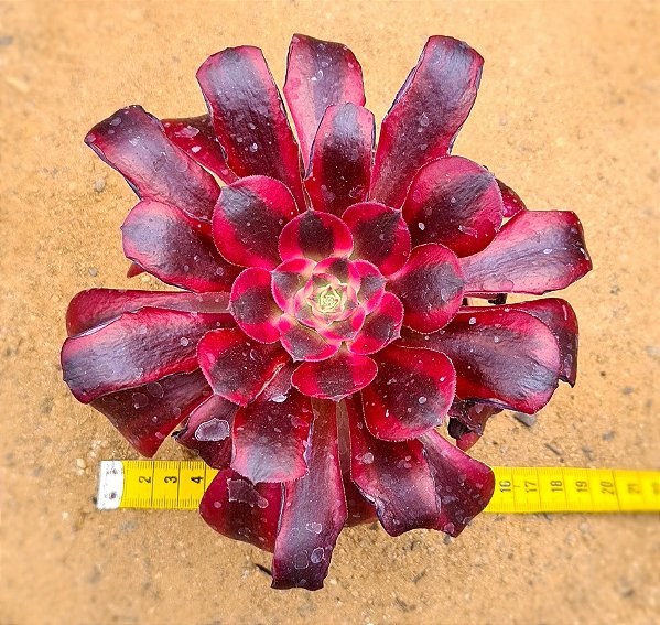 Aeonium medusa - produto frágil para envio