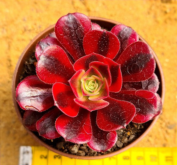 Aeonium medusa - produto frágil para envio