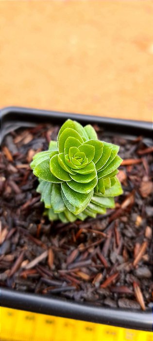 Crassula estagnol spiralis