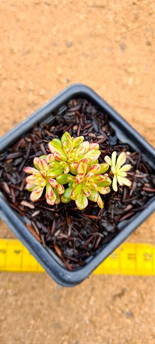 Aeonium sedifolium variegata