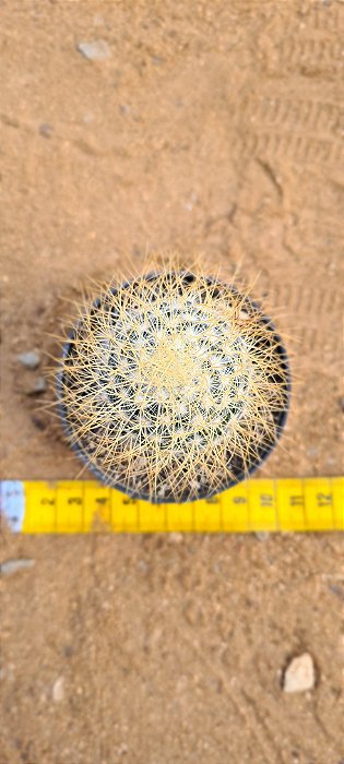 Mammillaria leptacantha