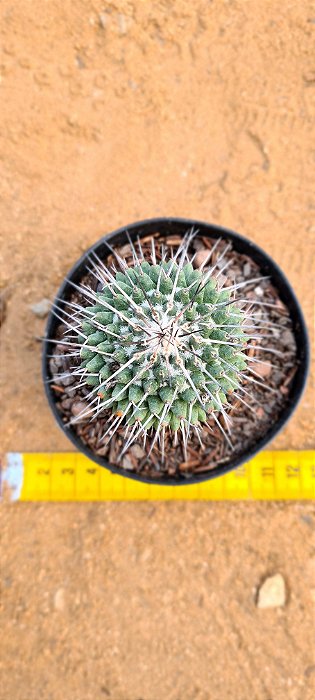 Mammillaria magnimamma