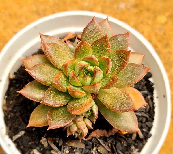 Echeveria Ignis