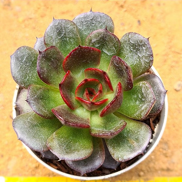 Echeveria black tan