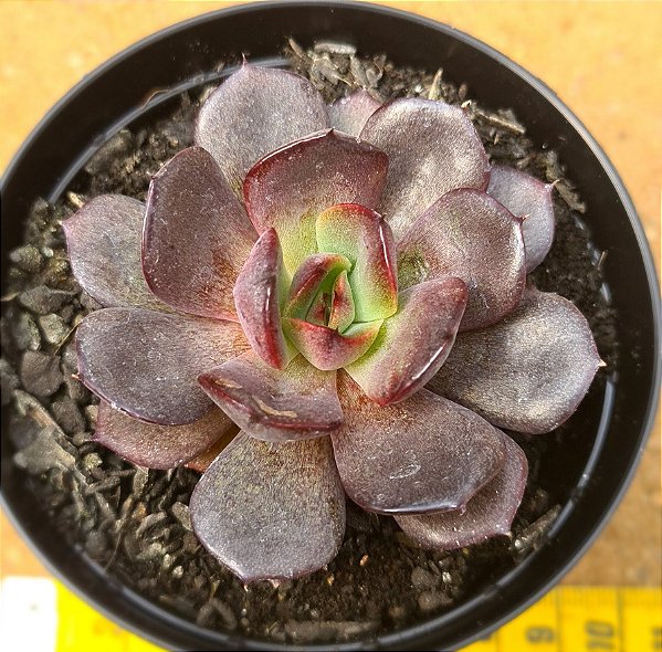 Echeveria black tan