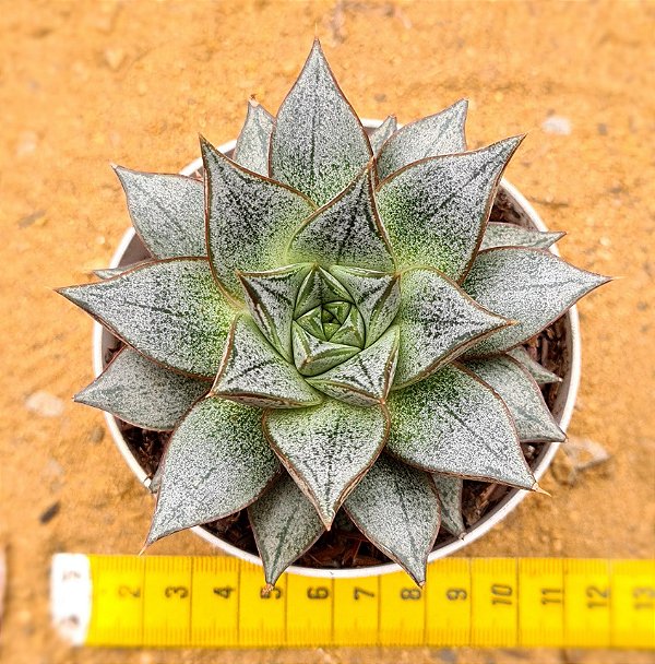 Echeveria purpusorum white