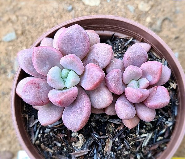 Graptoveria polaris heart
