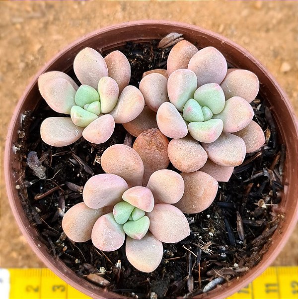 Graptoveria polaris heart