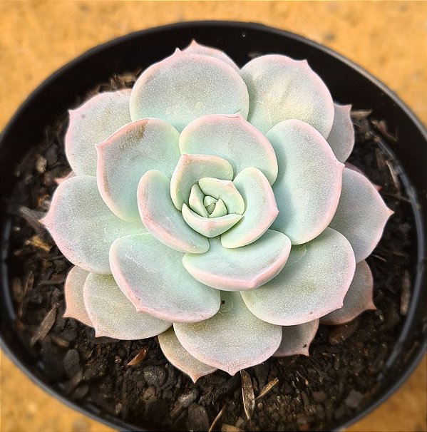 Sedum sinforasanum