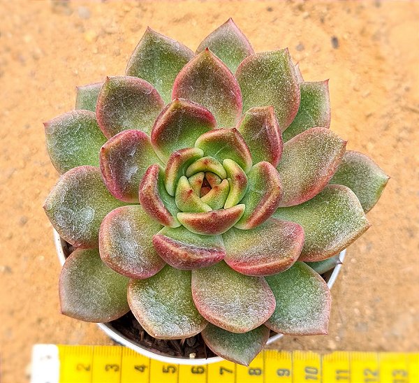 Echeveria purple microstar