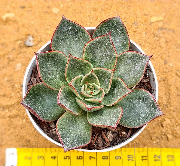 Echeveria paso doble