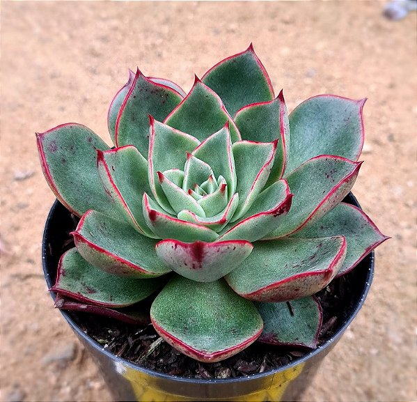 Echeveria paso doble