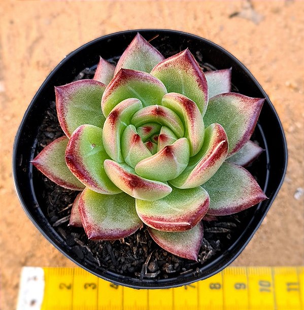 Echeveria night demon