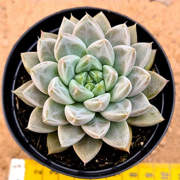 Echeveria night cloud