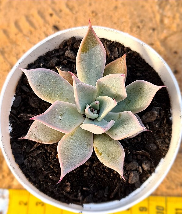 Echeveria aquila - muda pequena
