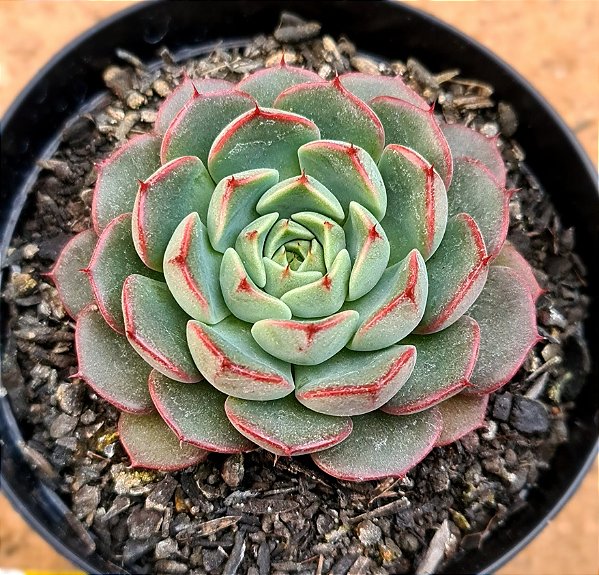 Echeveria miraglen