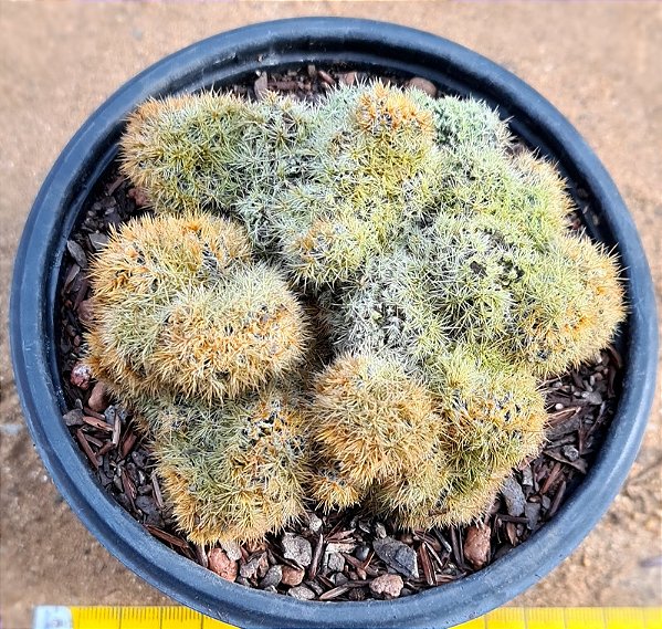 Mammillaria prolifera cristata