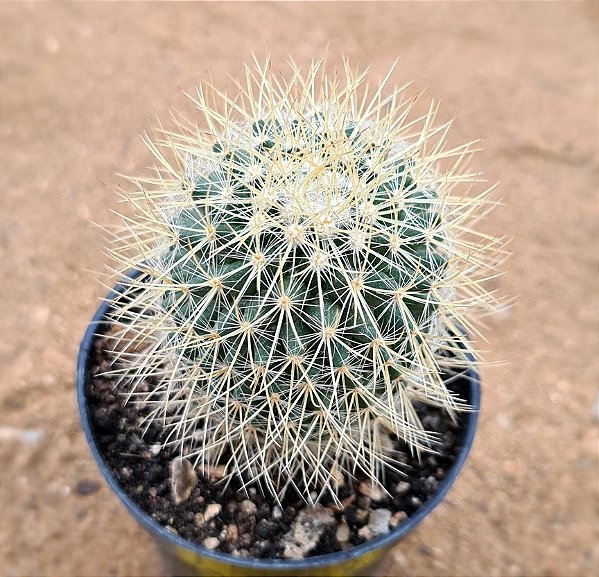 Mammillaria pryngii