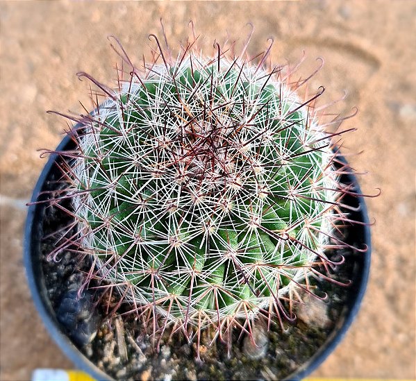 Mammillaria tenango del valle