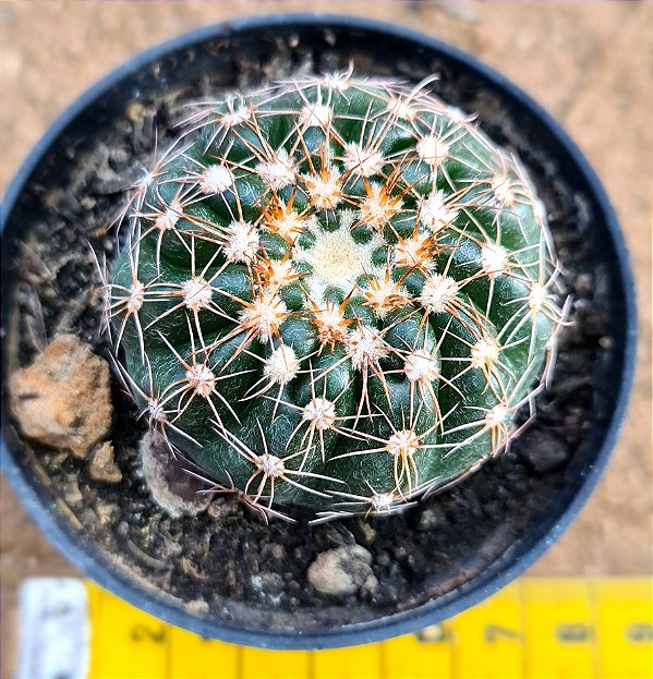 Mammillaria uebelmannianus