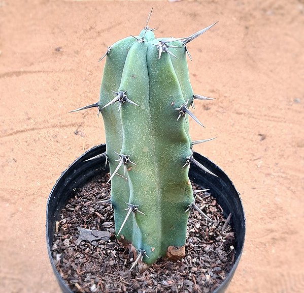 Myrtillocactus geometrizans