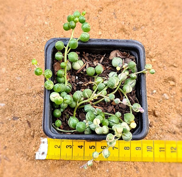 Senecio rowleyanus variegato