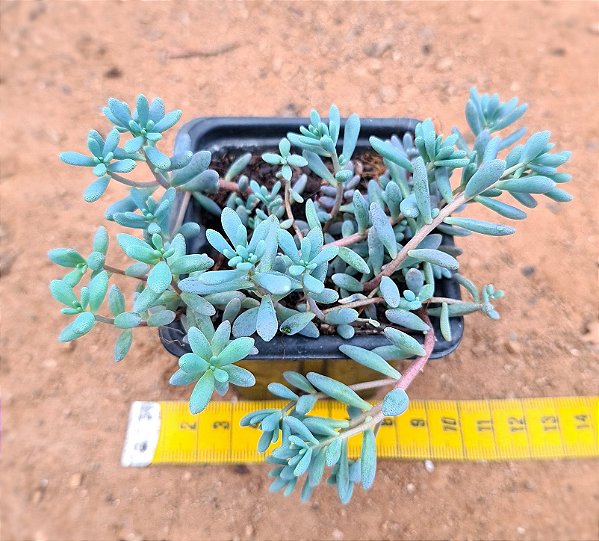 Sedum hispanico - blue carpet