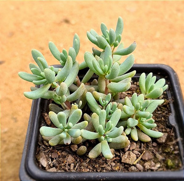 Sedum hispanico - blue carpet