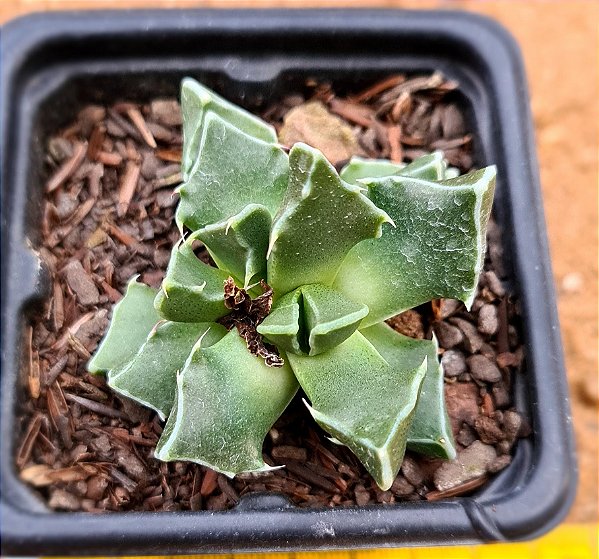 Faucaria bosscheana