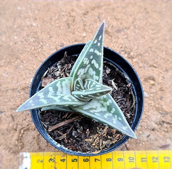 Gonialoe  variegata - aloe variegato