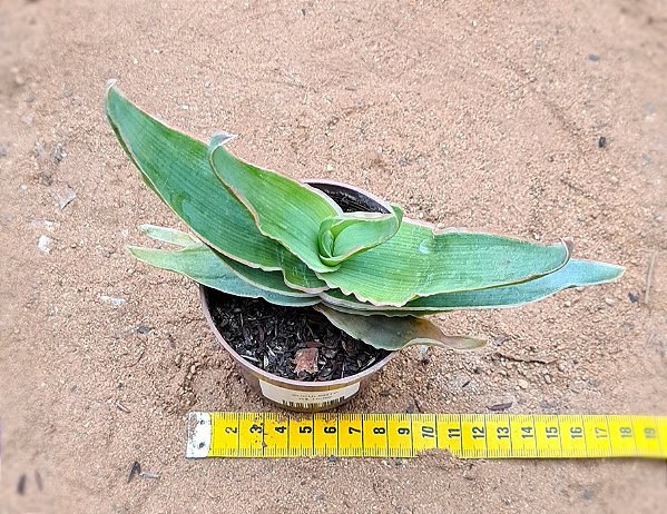 Aloe striata