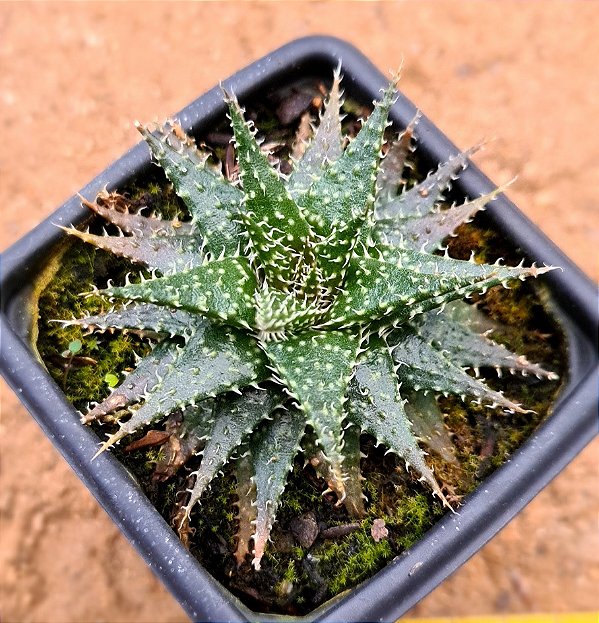 Aloe pepe