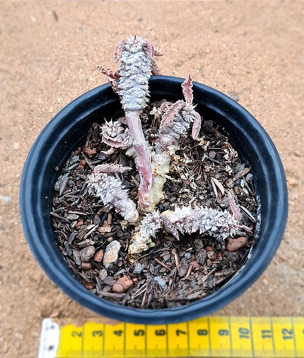 Euphorbia Decaryi