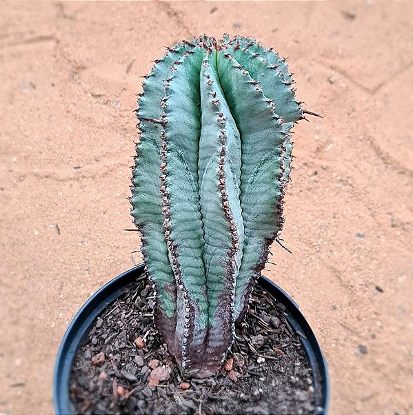 Euphorbia horrida