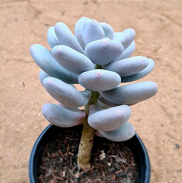 Pachyphytum glutinicaule