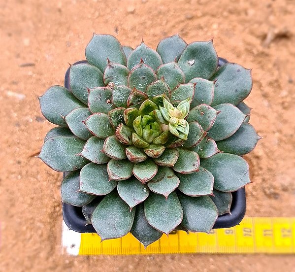 Echeveria swallow