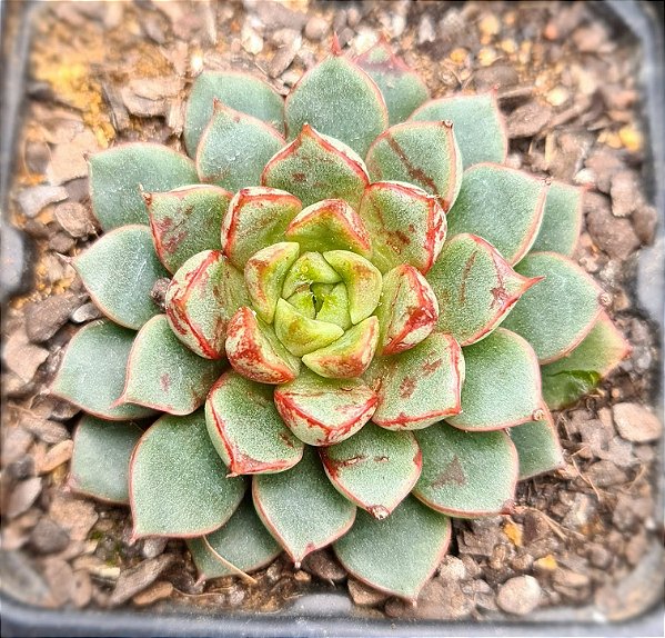 Echeveria swallow