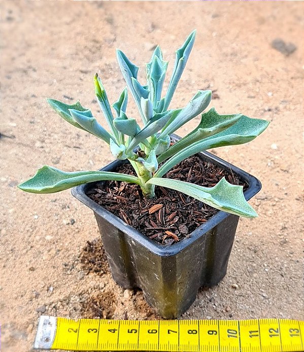 Senecio Kleiniiformis